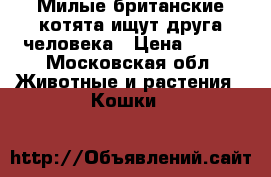 Милые британские котята ищут друга-человека › Цена ­ 700 - Московская обл. Животные и растения » Кошки   
